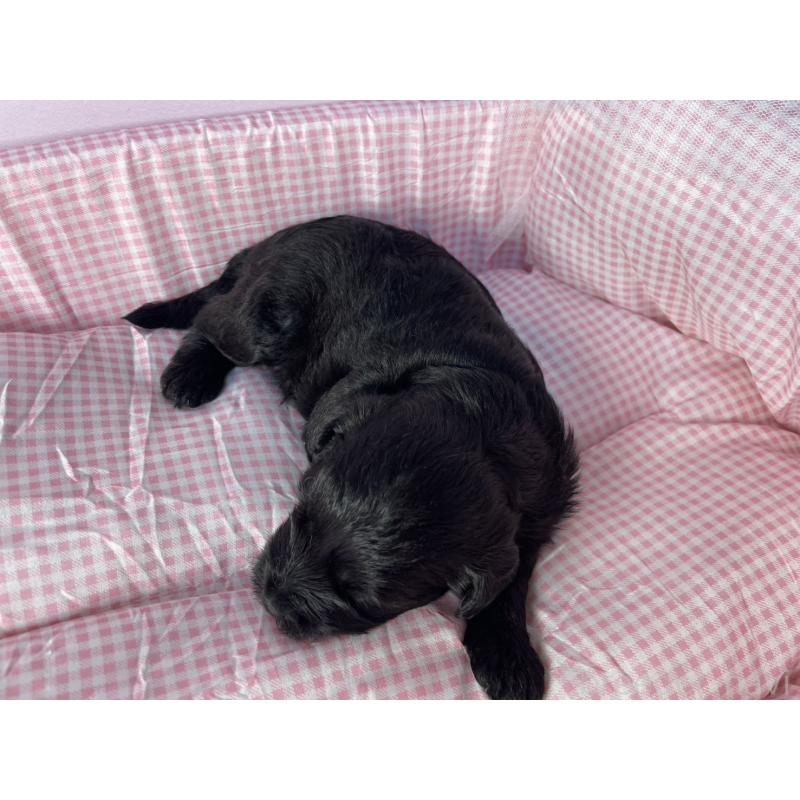 販売中の神奈川県のミックス犬-402263の2枚目