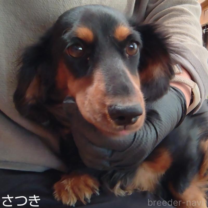 さつきちゃん1枚目
