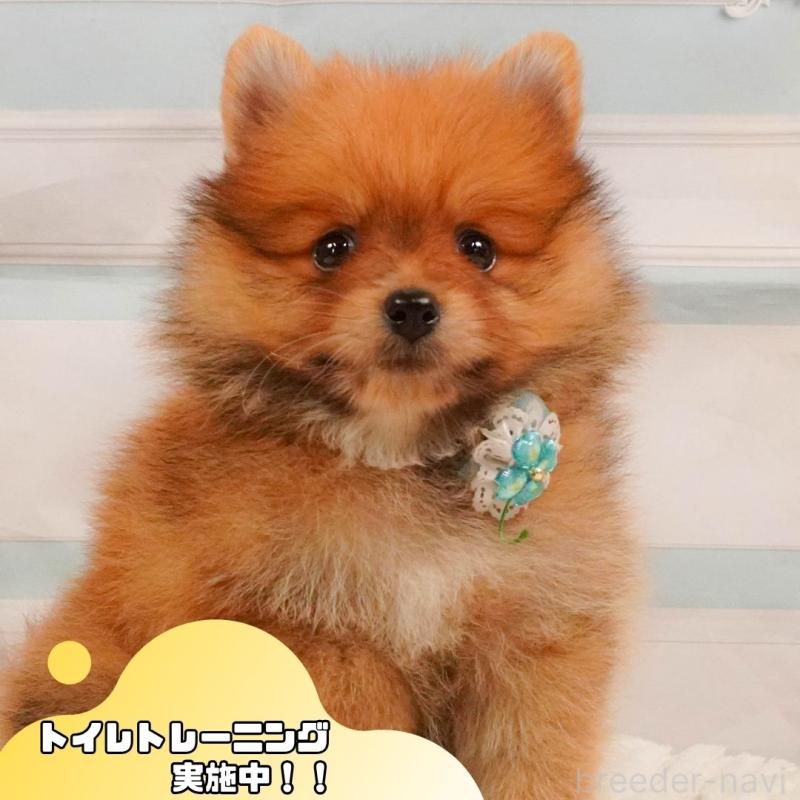 販売中の静岡県のポメラニアン-391224