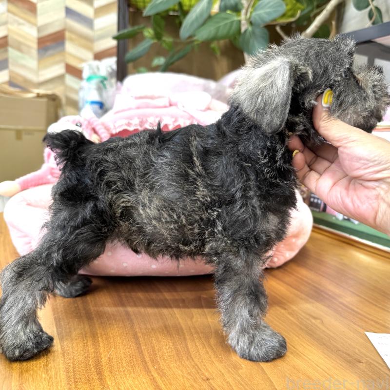 販売中の大阪府のミニチュアシュナウザー-402269の2枚目