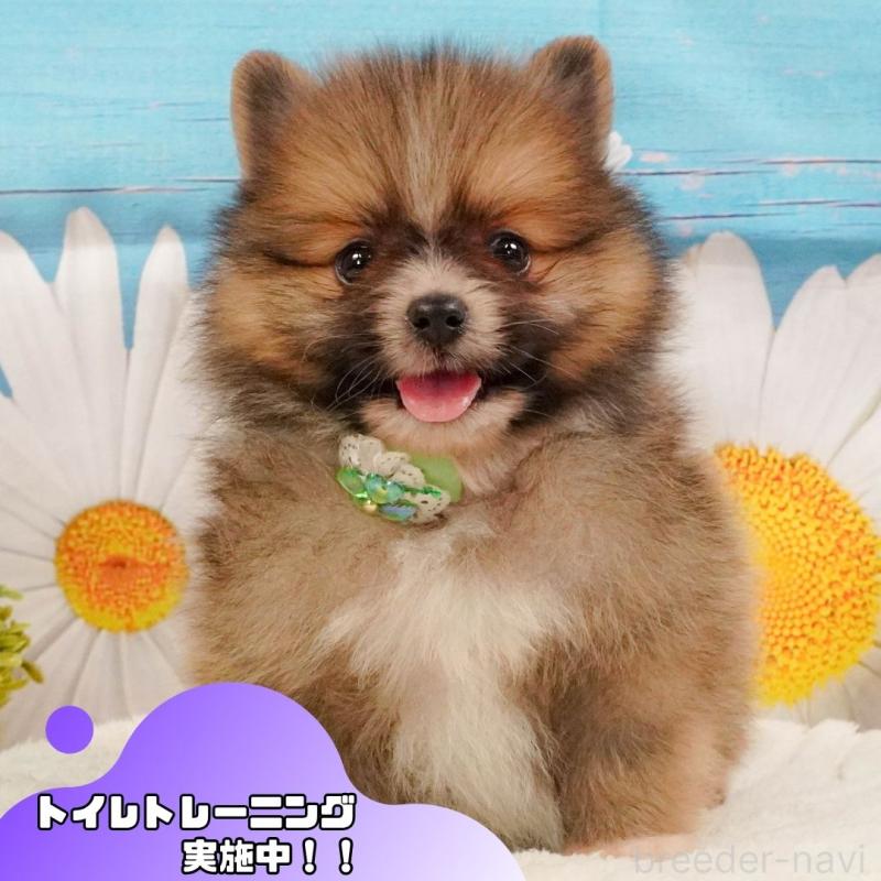 成約済の静岡県のポメラニアン-391231の1枚目