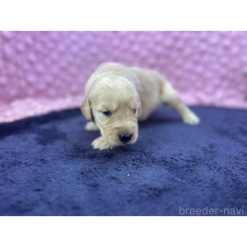販売中の茨城県のゴールデンレトリーバー-402278の8枚目
