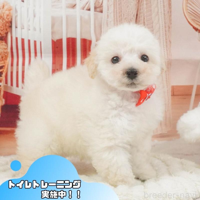 販売中の静岡県のタイニープードル-395851