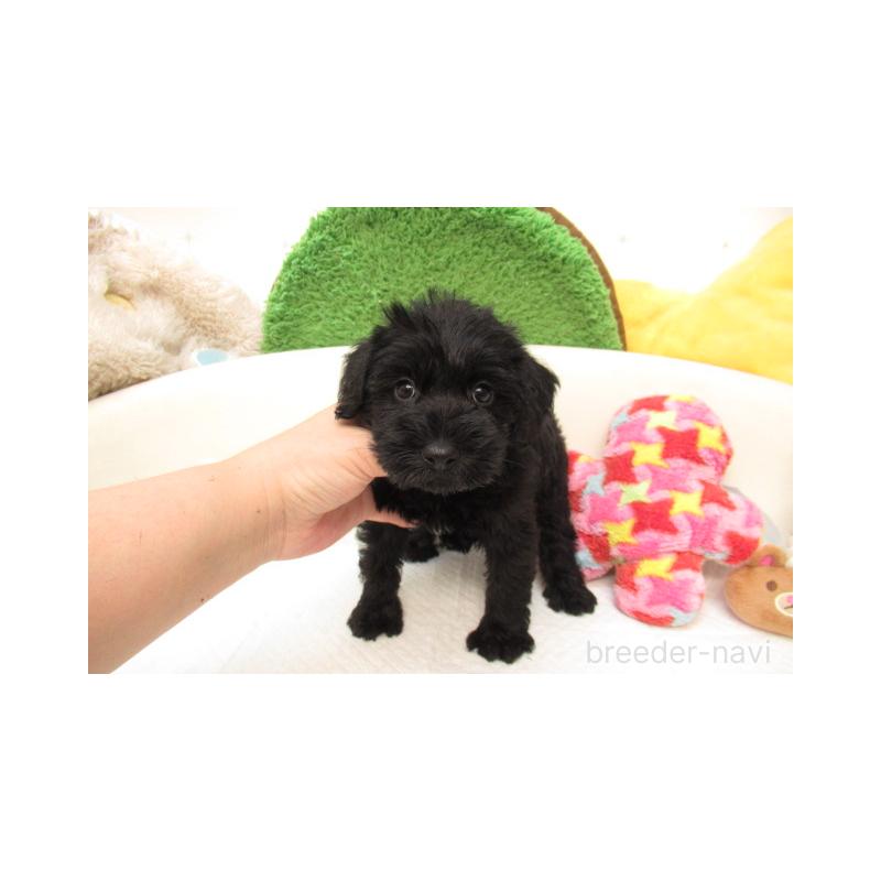 販売中の大阪府のミックス犬-402283の1枚目