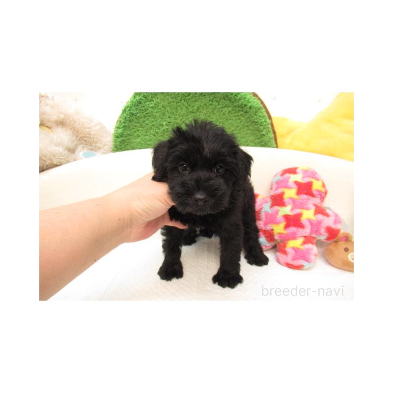 販売中の大阪府のミックス犬-402283の2枚目