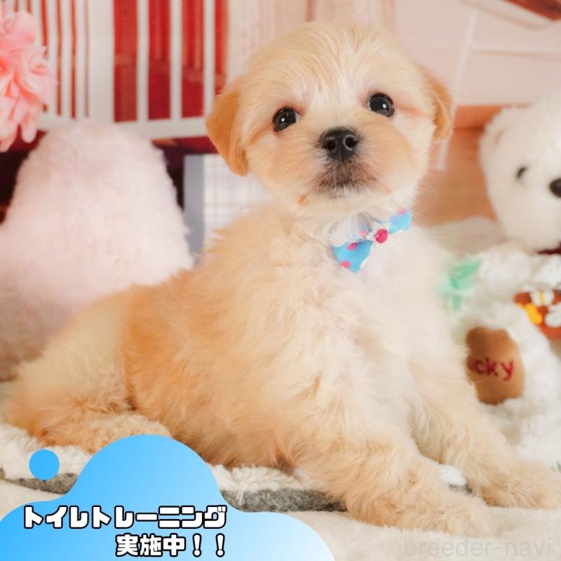 販売中ののマルプー:マルチーズ×トイプードル-383038
