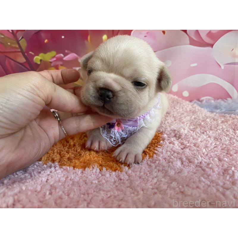 販売中の神奈川県のフレンチブルドッグ-402296の5枚目
