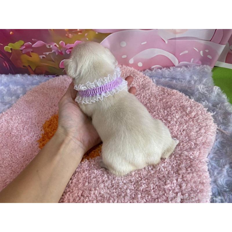 販売中の神奈川県のフレンチブルドッグ-402296の3枚目