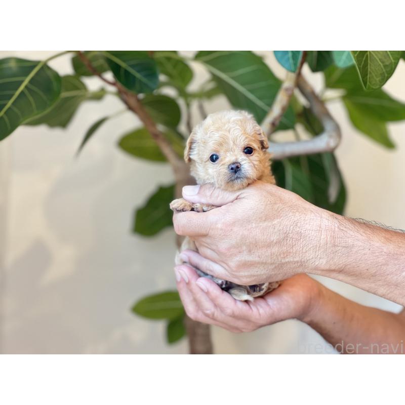 販売中の静岡県のミックス犬-402297の5枚目