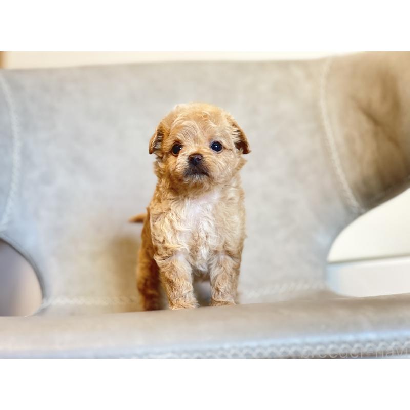 販売中の静岡県のミックス犬-402297の4枚目