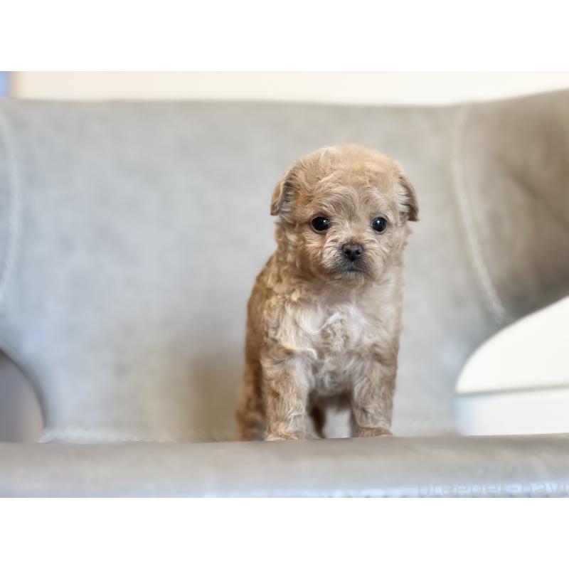 販売中の静岡県のミックス犬-402297の3枚目