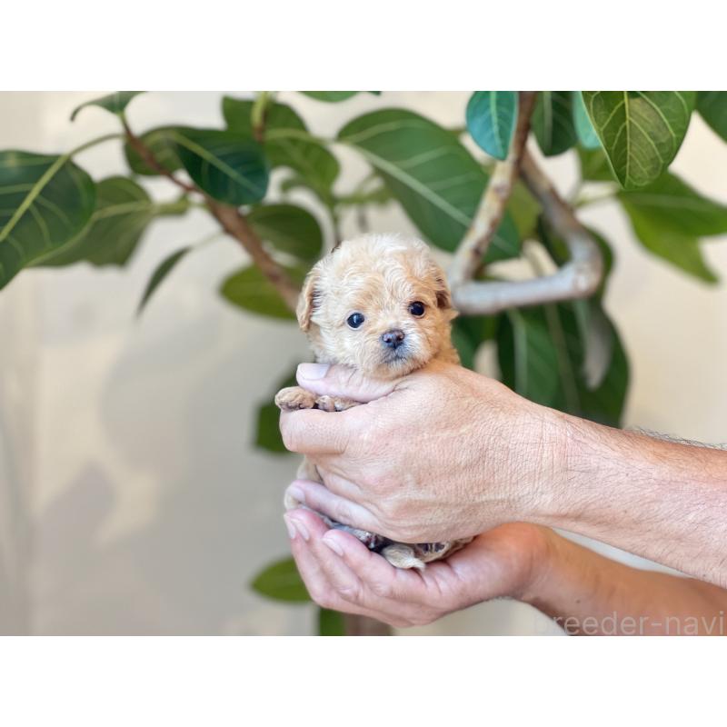 販売中の静岡県のミックス犬-402297の2枚目