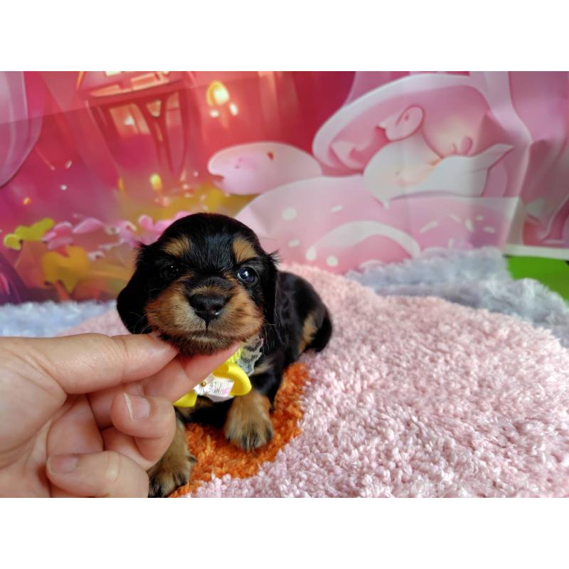 販売中の神奈川県のミニチュアダックスフンド(ロングヘアード)-400657の12枚目