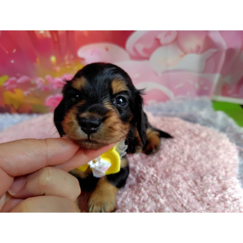 販売中の神奈川県のミニチュアダックスフンド(ロングヘアード)-400657の8枚目