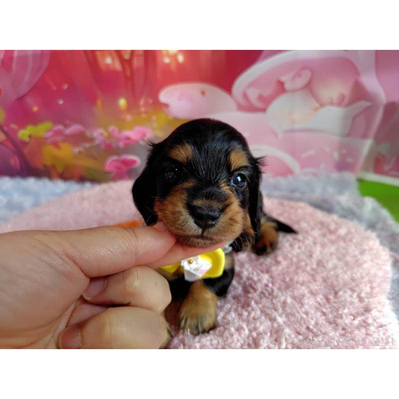 販売中の神奈川県のミニチュアダックスフンド(ロングヘアード)-400657の7枚目