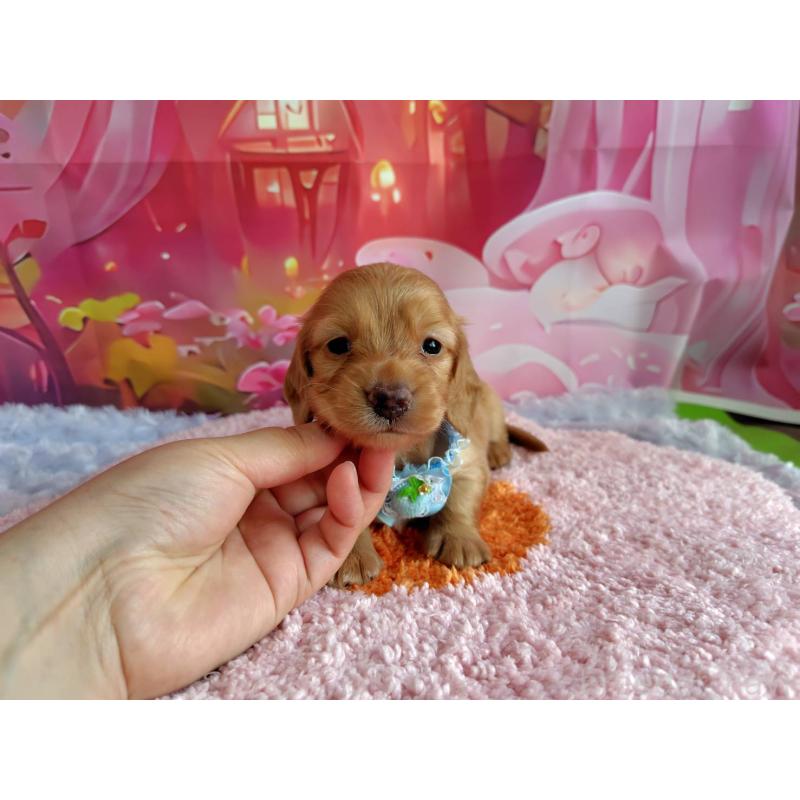 販売中の神奈川県のミニチュアダックスフンド(ロングヘアード)-401140の8枚目