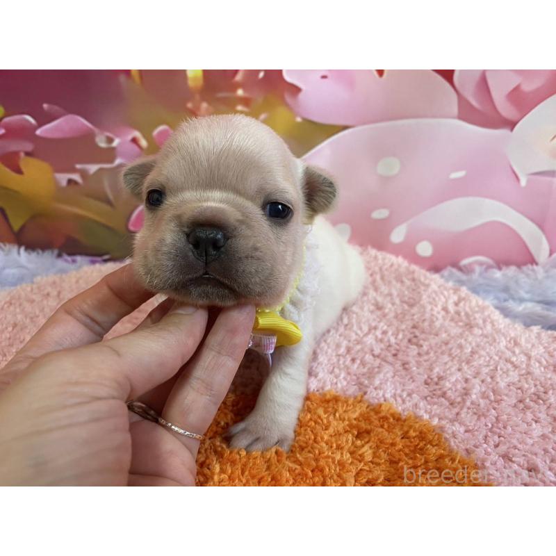 販売中の神奈川県のフレンチブルドッグ-400636