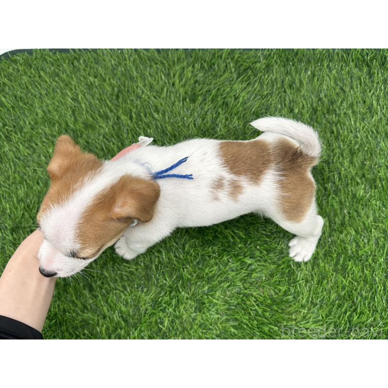 販売中の愛知県のジャックラッセルテリア-398392の2枚目