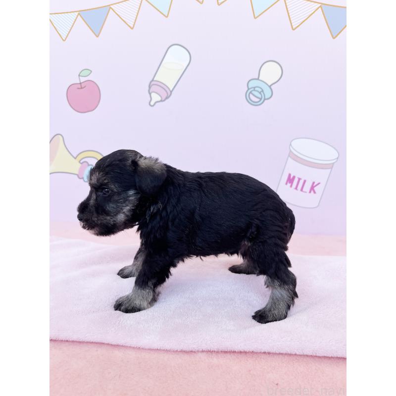 販売中の東京都のミニチュアシュナウザー-402332の2枚目