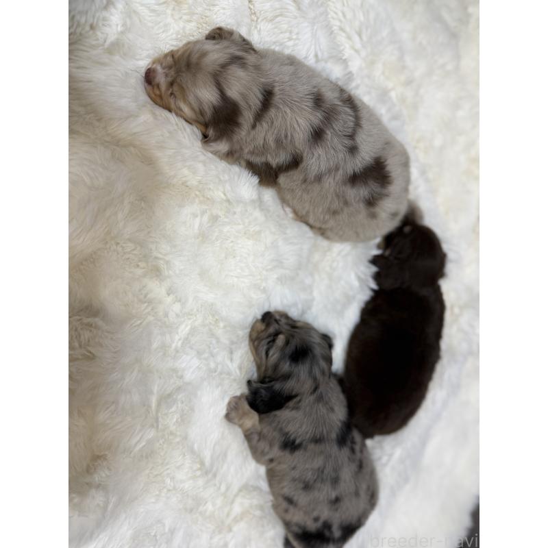 販売中の福岡県のその他の犬種-402331の3枚目
