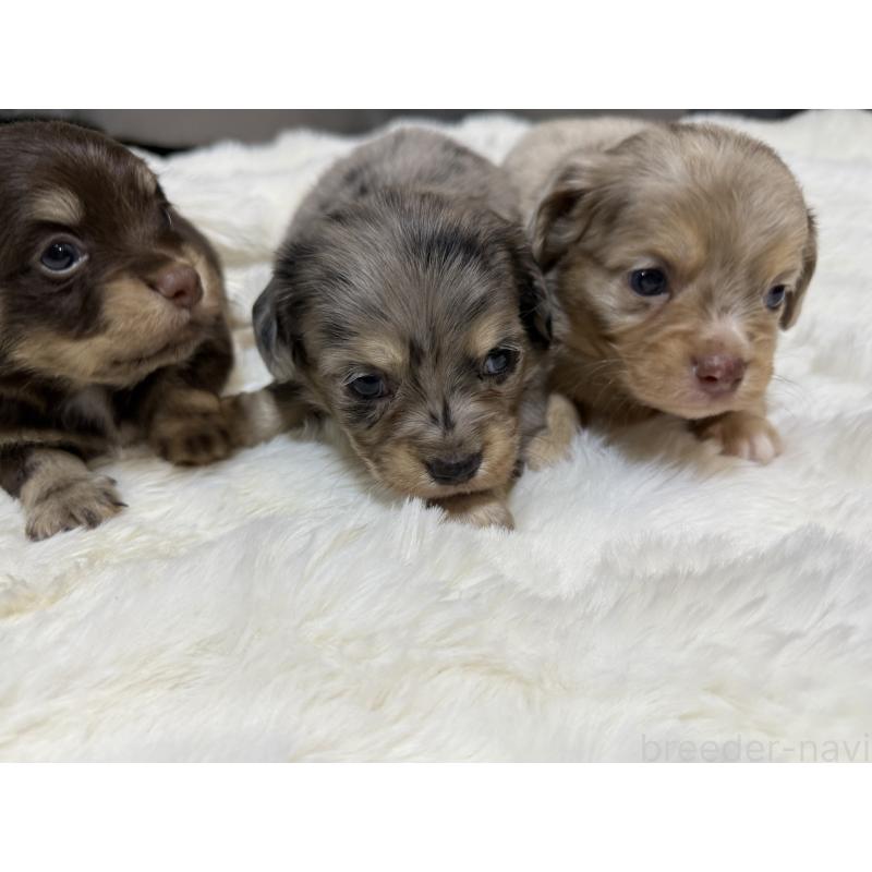 販売中の福岡県のその他の犬種-402331の2枚目