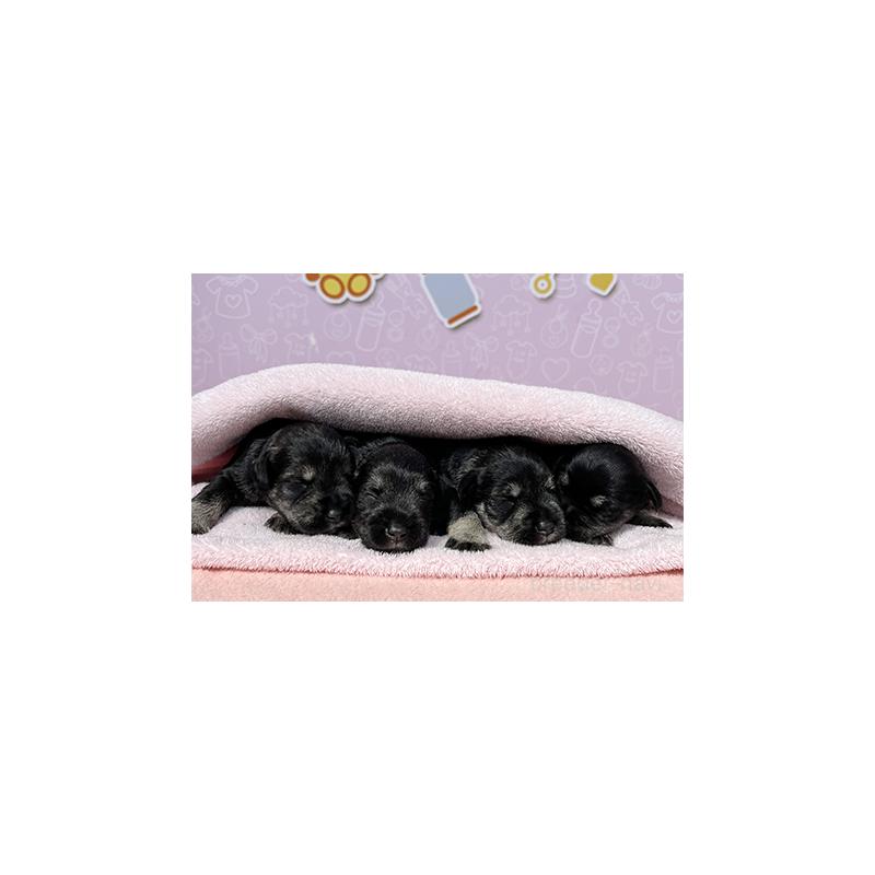 販売中の東京都のミニチュアシュナウザー-402336の5枚目