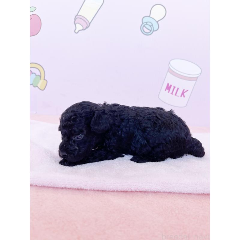 販売中の東京都のトイプードル-402339の2枚目