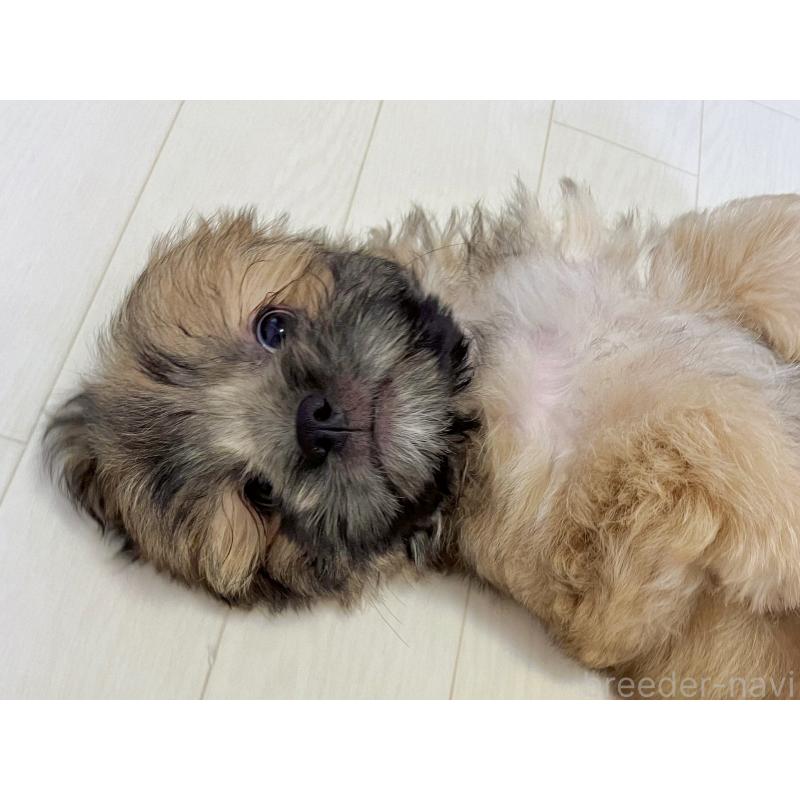 販売中の福岡県のミックス犬-387535の18枚目