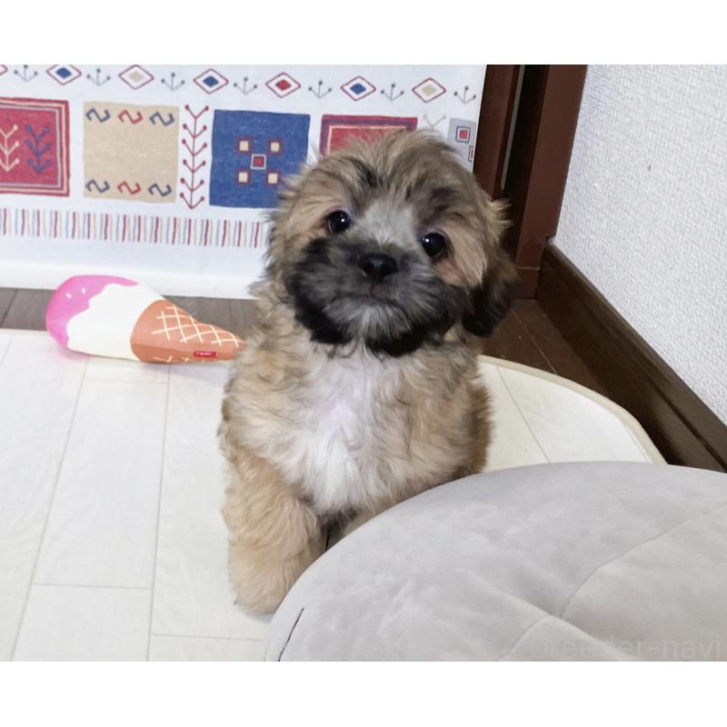 販売中の福岡県のミックス犬-387535の17枚目