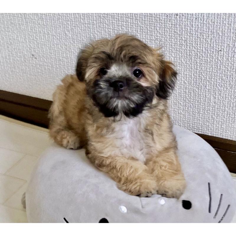 販売中の福岡県のミックス犬-387535の16枚目