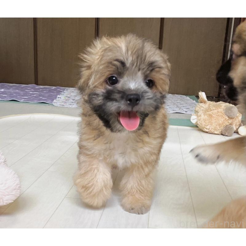 販売中の福岡県のミックス犬-387535の15枚目