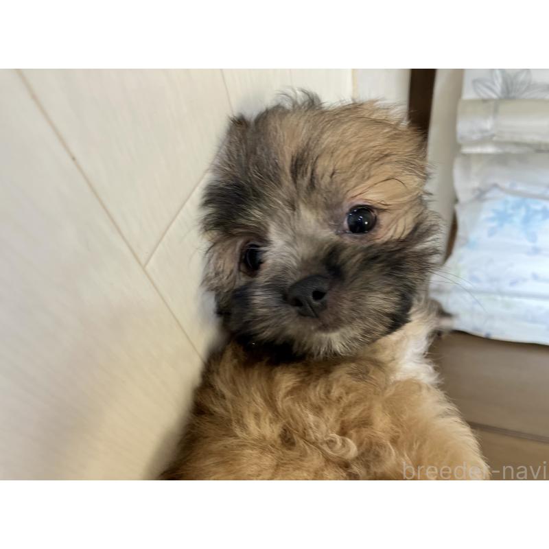 販売中の福岡県のミックス犬-387535の13枚目