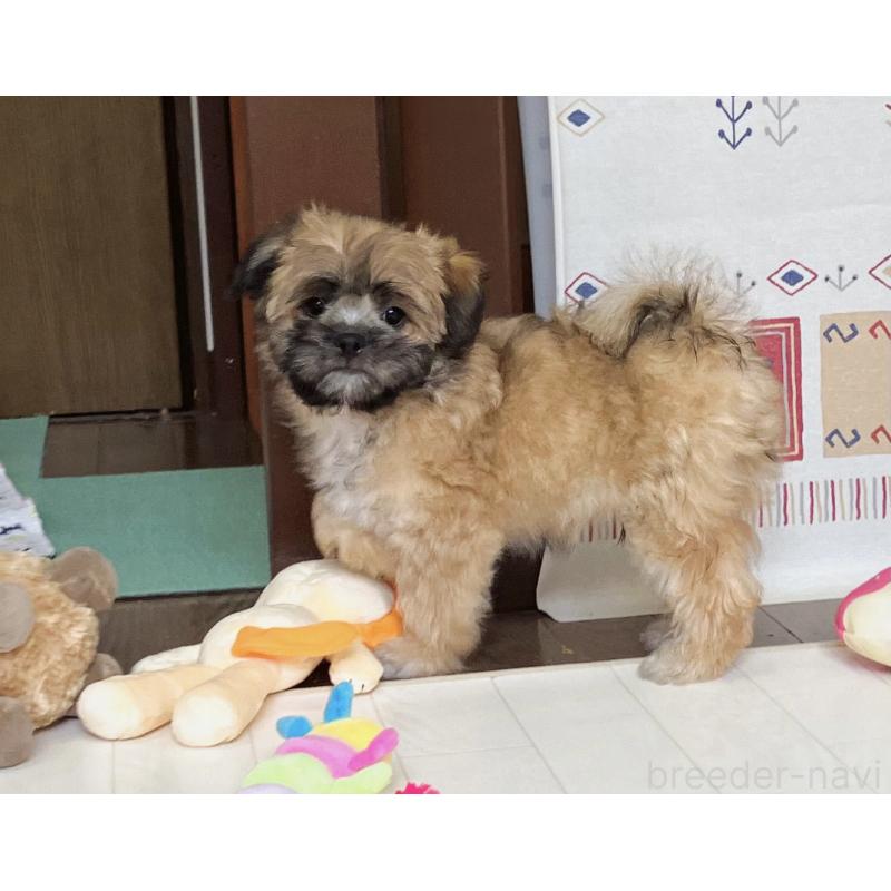 販売中の福岡県のミックス犬-387535の12枚目