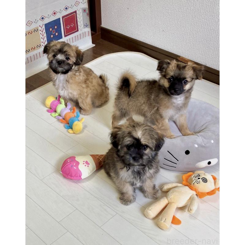 販売中の福岡県のミックス犬-387535の11枚目