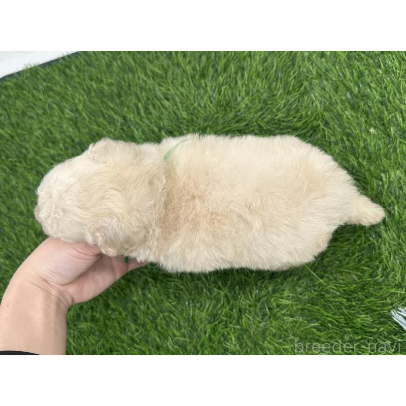 販売中の愛知県のトイプードル-402343の3枚目