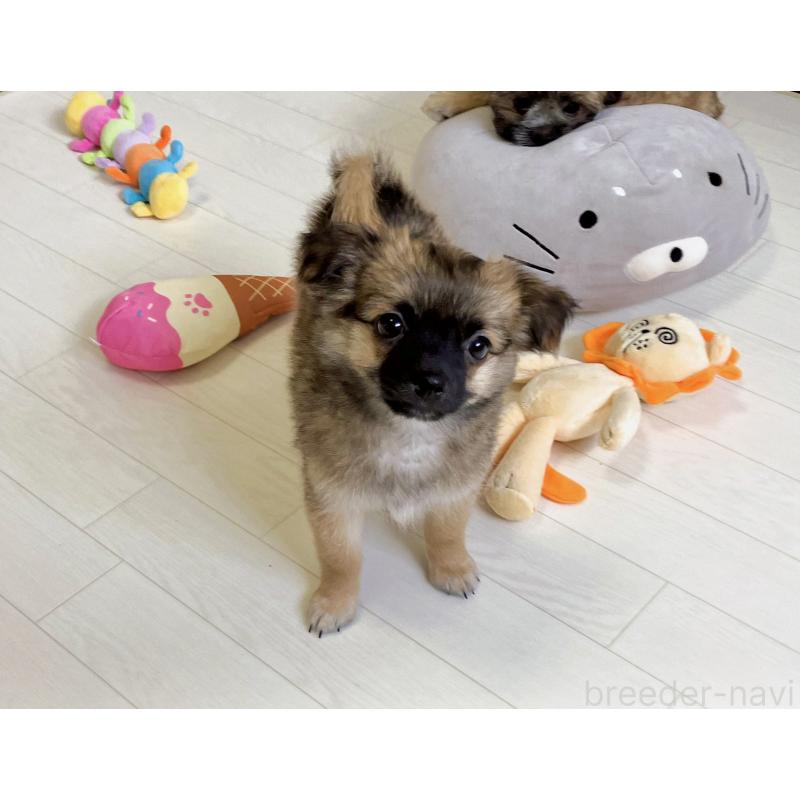販売中の福岡県のミックス犬-387533の8枚目