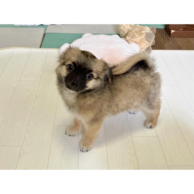 販売中の福岡県のミックス犬-387533の7枚目