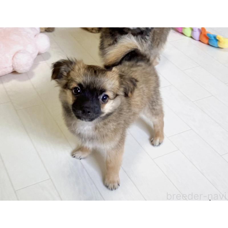 販売中の福岡県のミックス犬-387533の6枚目