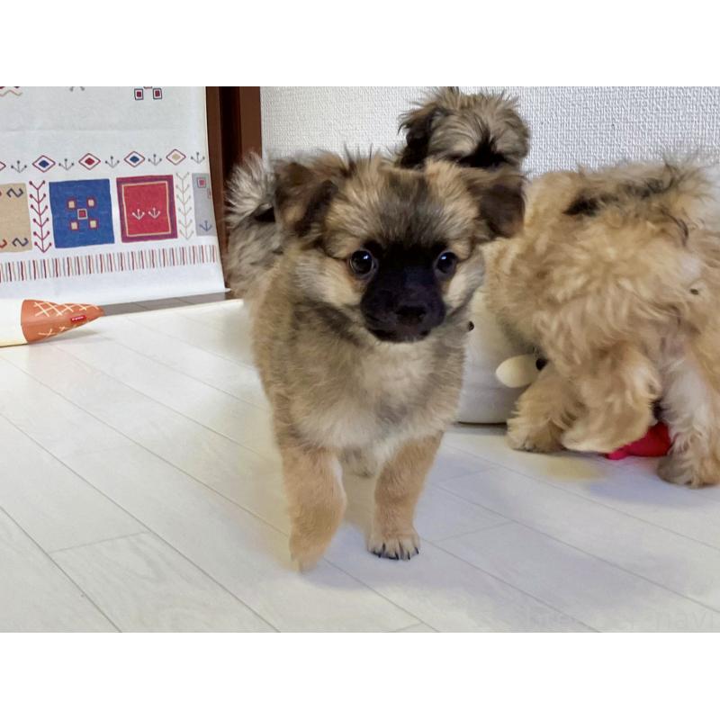 販売中の福岡県のミックス犬-387533の5枚目