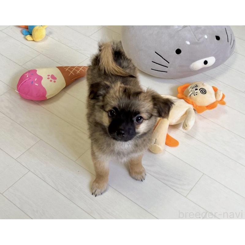販売中の福岡県のミックス犬-387533の4枚目