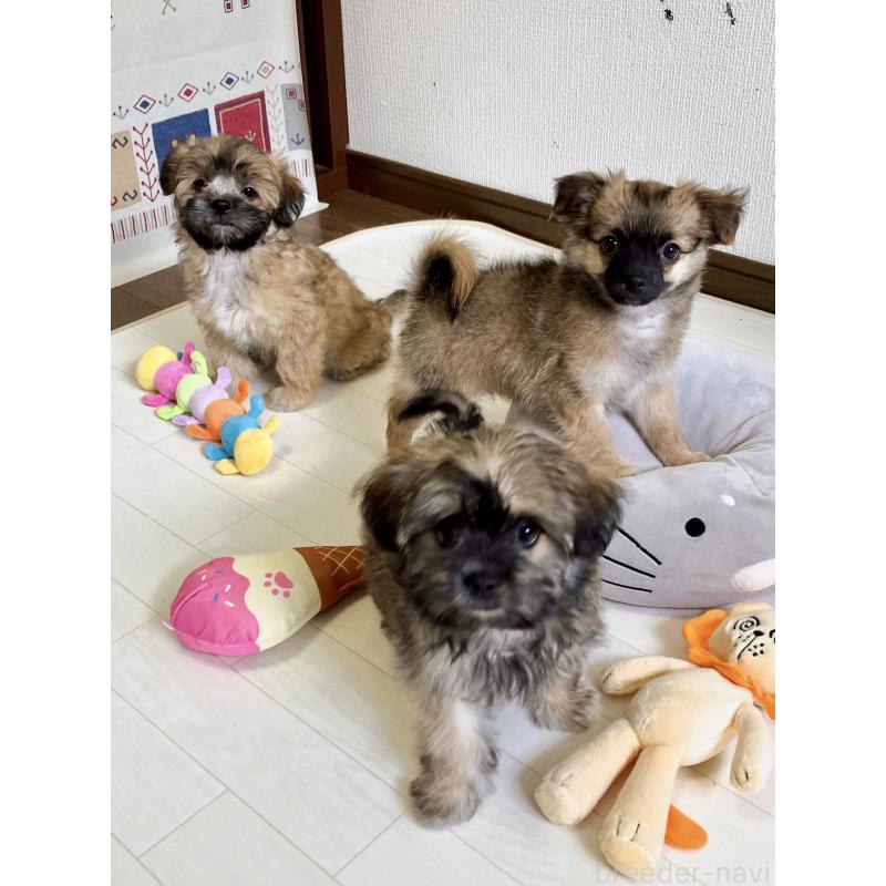 販売中の福岡県のミックス犬-387533の3枚目