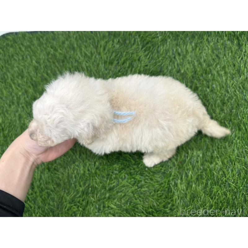 販売中の愛知県のトイプードル-402344の3枚目