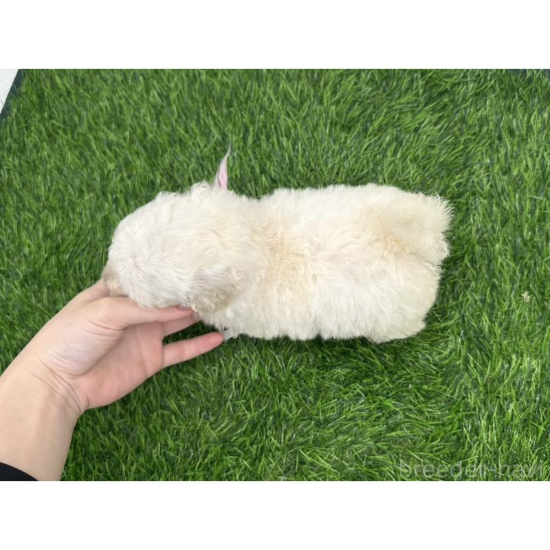 販売中の愛知県のトイプードル-402345の3枚目