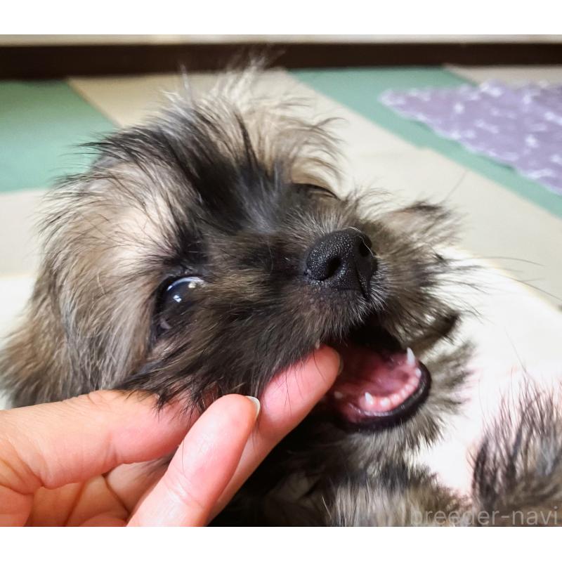 販売中の福岡県のミックス犬-387534の14枚目