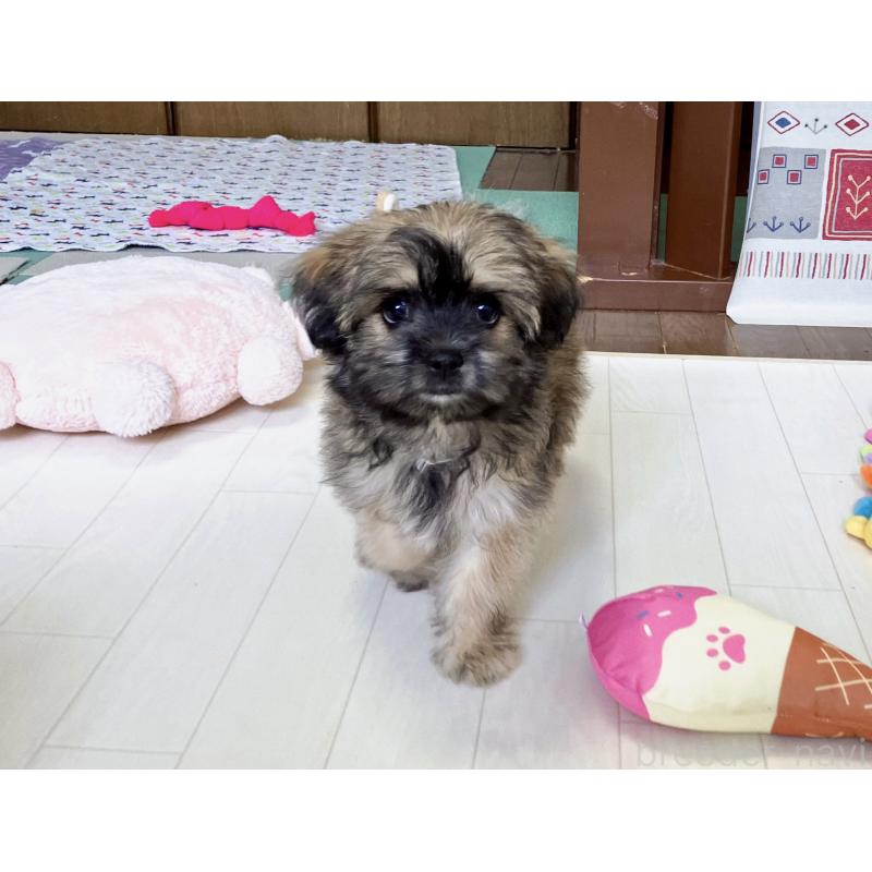 販売中の福岡県のミックス犬-387534の13枚目
