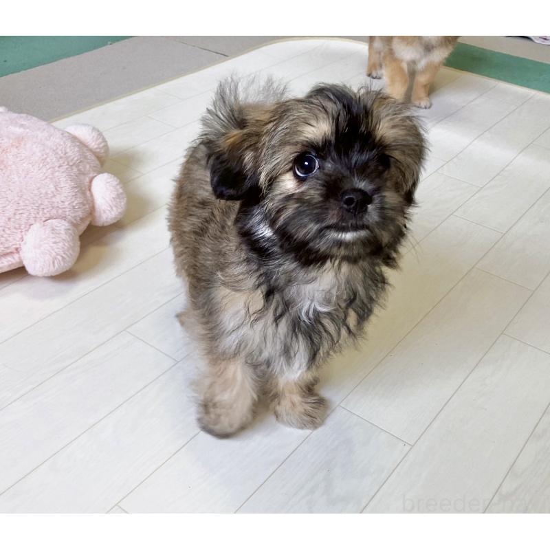 販売中の福岡県のミックス犬-387534の12枚目