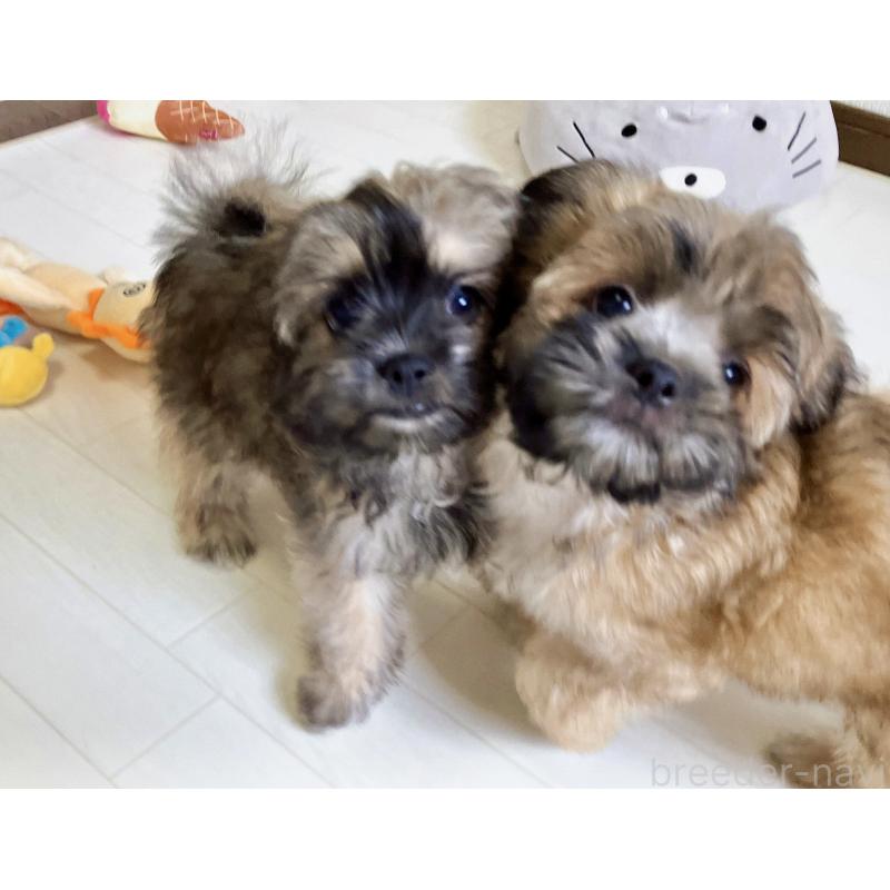 販売中の福岡県のミックス犬-387534の11枚目