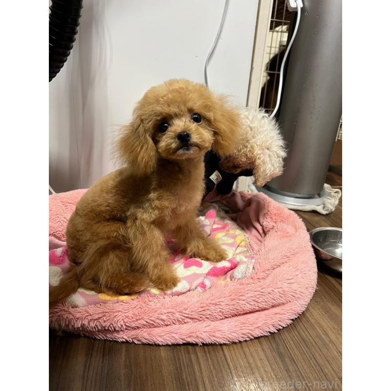 販売中の山形県のトイプードル-402353の2枚目