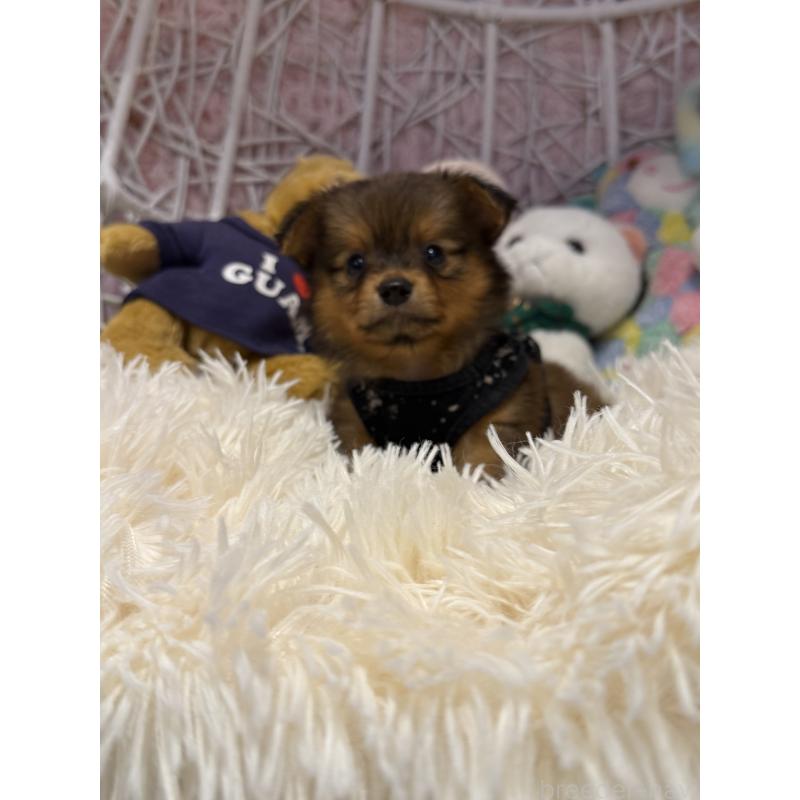 販売中の山形県のミックス犬-398837の5枚目