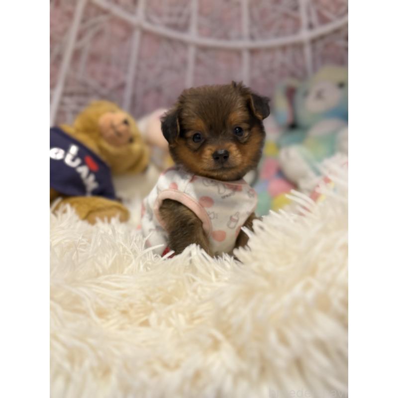 販売中の山形県のミックス犬-398840の4枚目